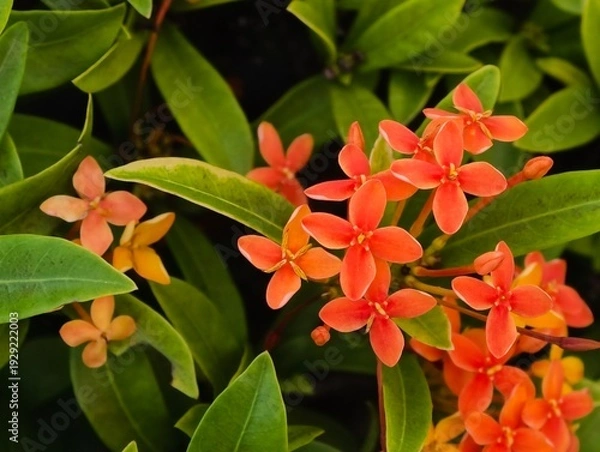 Obraz orange and yellow flowers