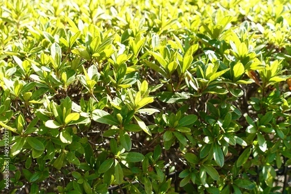 Obraz 陽の光を浴びる躑躅の生垣