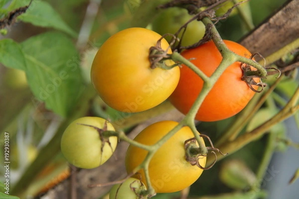 Fototapeta tomatoes, in the fields, ready to be harvested