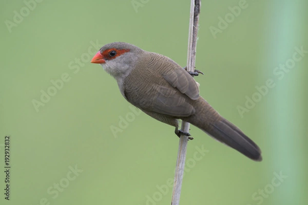 Fototapeta common waxbill