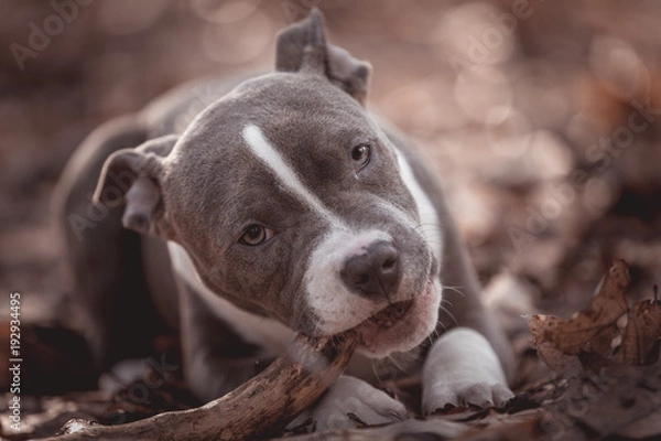 Fototapeta American bully
