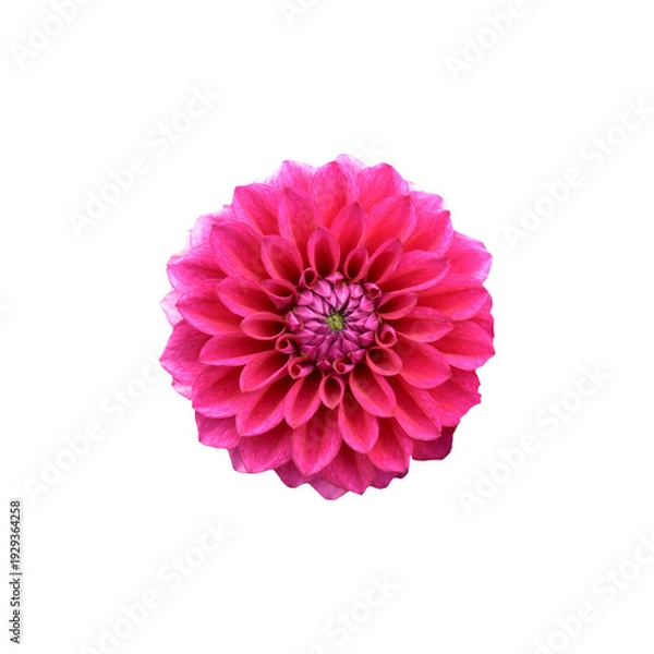 Obraz ダリア　花の切り抜き　合成用