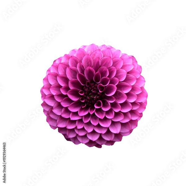 Obraz ダリア　花の切り抜き　合成用