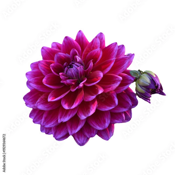 Obraz ダリア　花の切り抜き　合成用