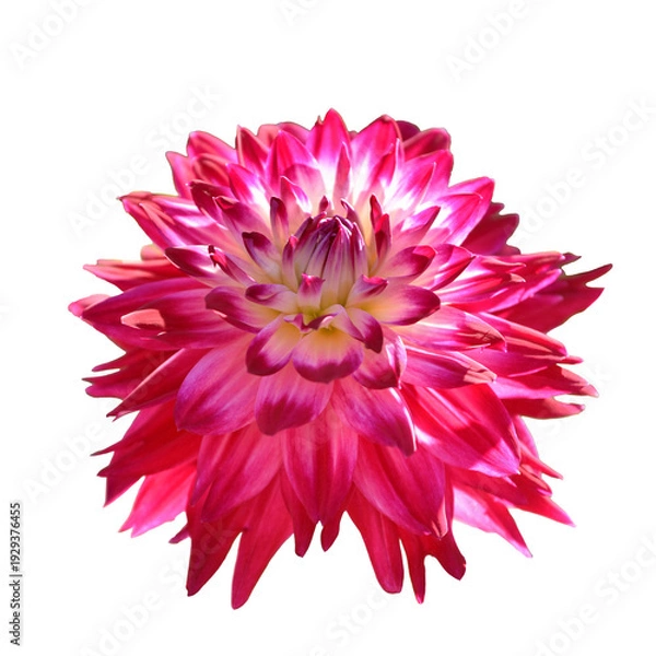 Obraz ダリア　花の切り抜き　合成用