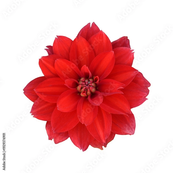 Obraz ダリア　花の切り抜き　合成用