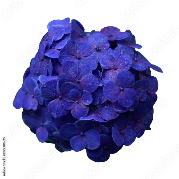 Obraz 雨に濡れたアジサイ　花の切り抜き　合成用素材