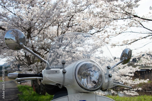 Obraz 芳野川沿いの水分桜