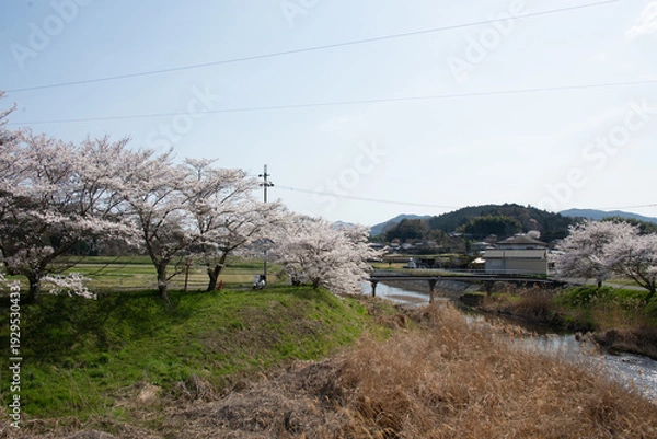 Obraz 芳野川沿いの水分桜