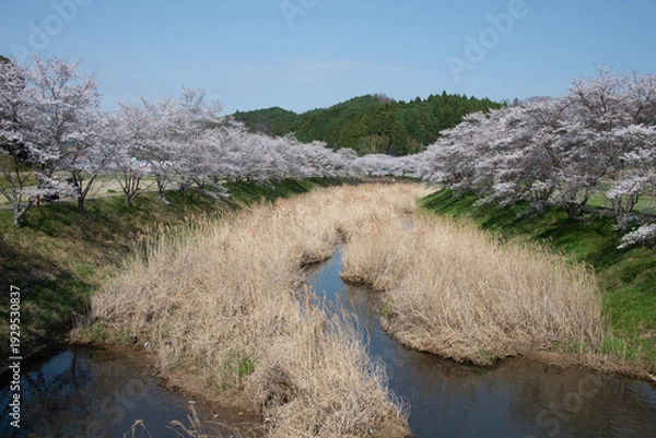 Obraz 芳野川沿いの水分桜