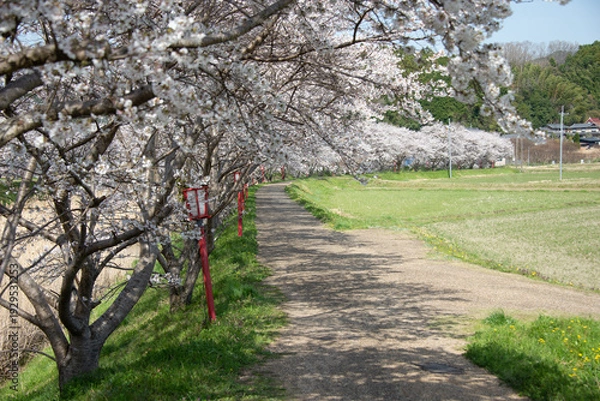 Obraz 芳野川沿いの水分桜