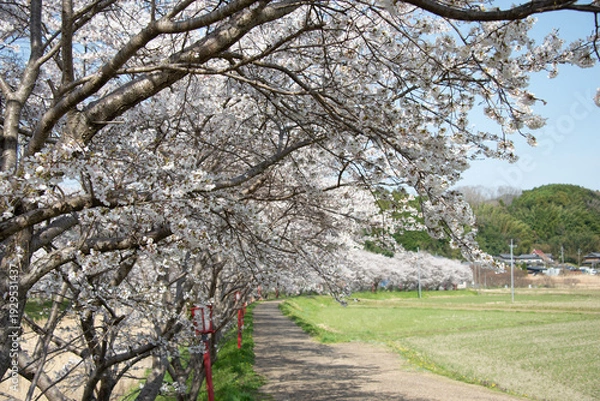 Obraz 芳野川沿いの水分桜