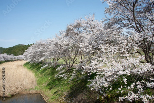 Obraz 芳野川沿いの水分桜