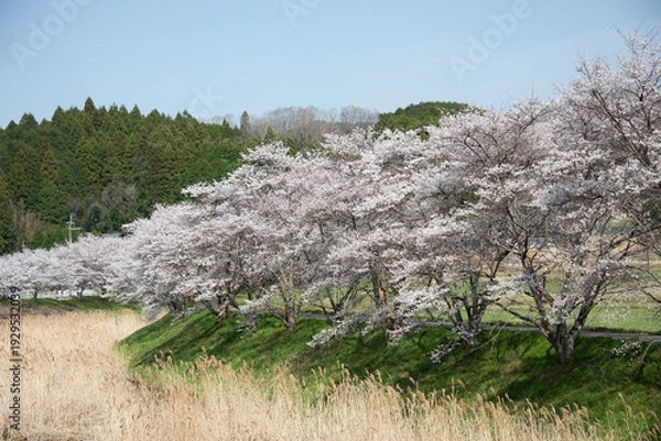 Obraz 芳野川沿いの水分桜