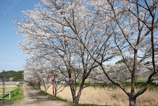 Obraz 芳野川沿いの水分桜