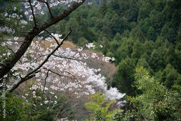 Obraz 吉野山の桜