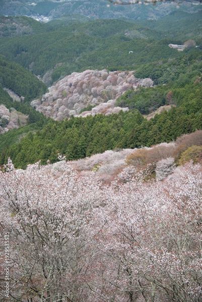 Obraz 吉野山の桜