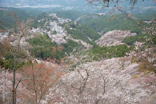 Obraz 吉野山の桜