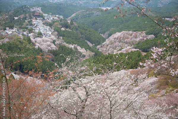 Obraz 吉野山の桜