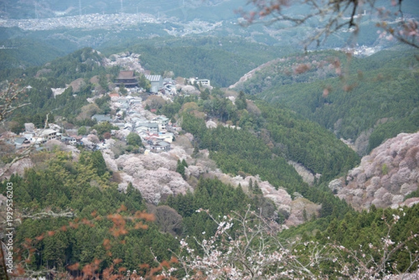 Obraz 吉野山の桜
