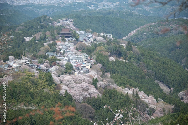 Obraz 吉野山の桜