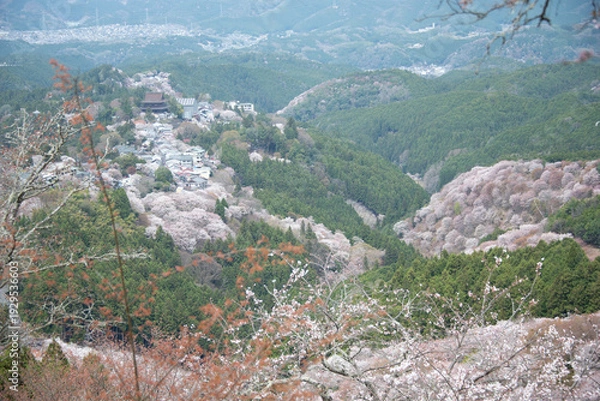 Obraz 吉野山の桜