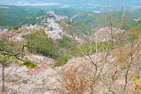 Obraz 吉野山の桜