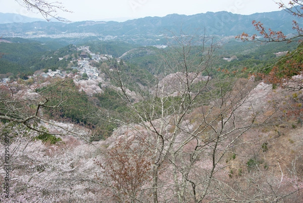 Obraz 吉野山の桜
