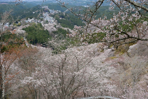 Obraz 吉野山の桜
