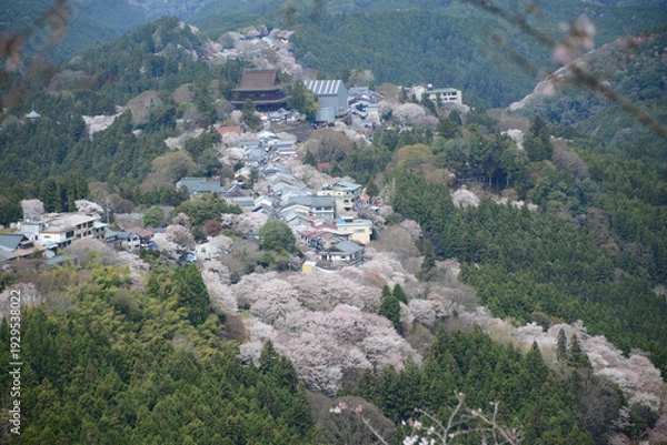 Obraz 吉野山の桜