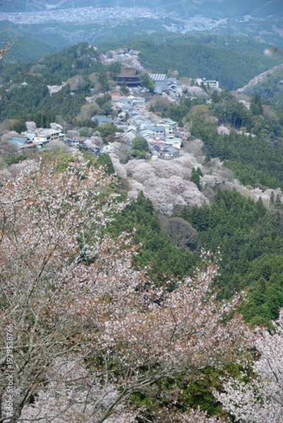 Obraz 吉野山の桜