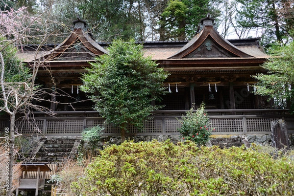 Obraz 吉野山の桜