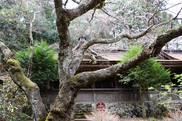 Obraz 吉野山の桜
