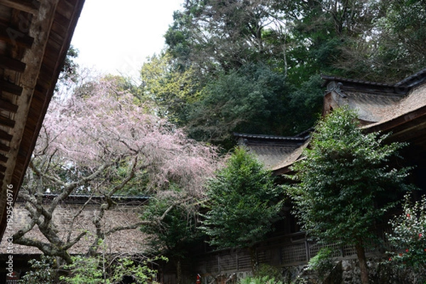 Obraz 吉野山の桜