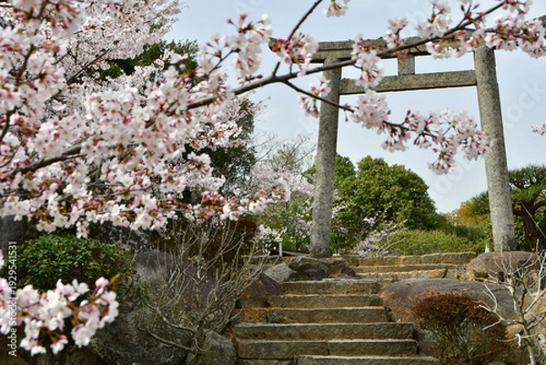 Obraz 岡山の桜