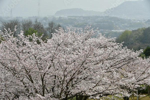 Obraz 岡山の桜