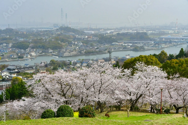Obraz 岡山の桜