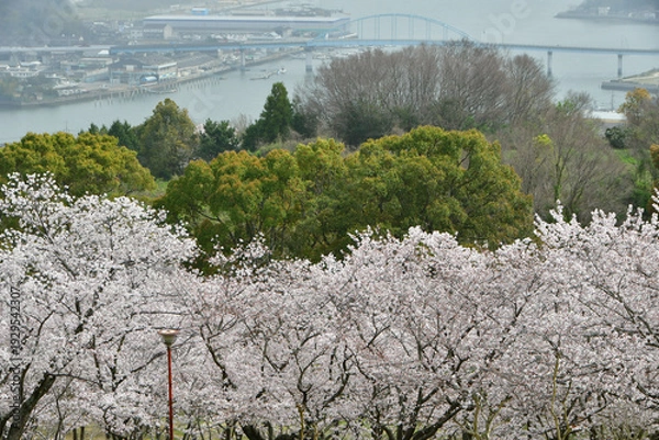 Obraz 岡山の桜