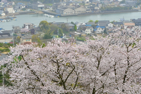 Obraz 岡山の桜