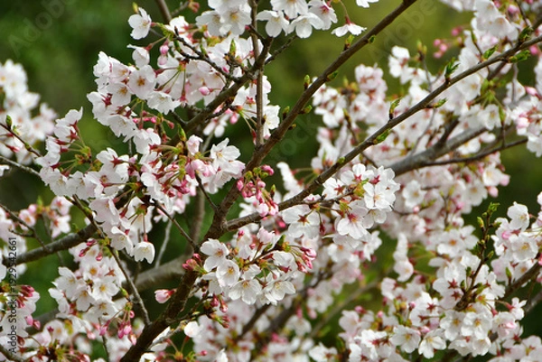 Obraz 岡山の桜