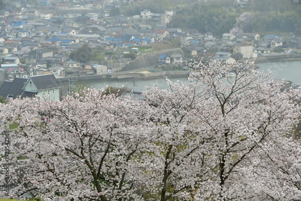Obraz 岡山の桜