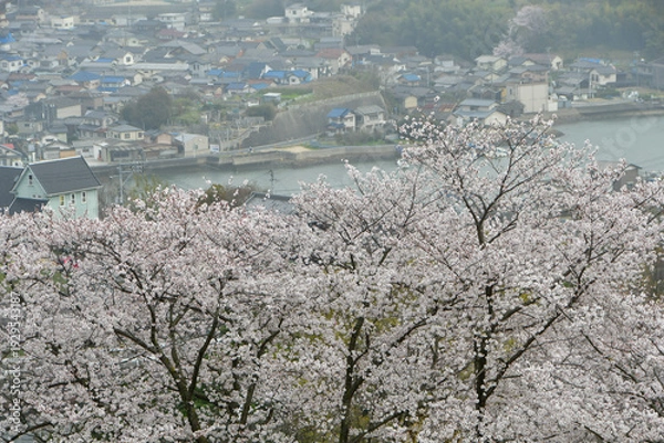Obraz 岡山の桜