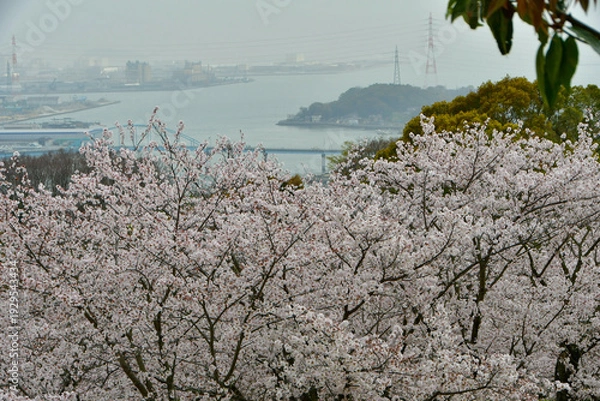 Obraz 岡山の桜