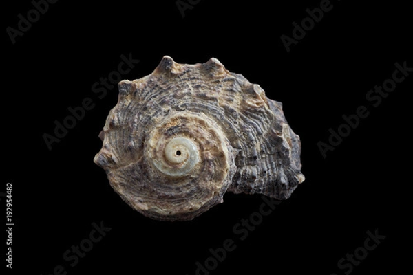 Obraz Seashell isolated on a black background.