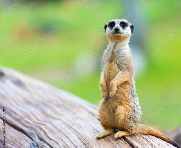 Obraz Portret Surykatki Suricata suricatta, afrykańskiego zwierzęcia rodzimego, małego drapieżnika należącego do rodziny mangustowatych