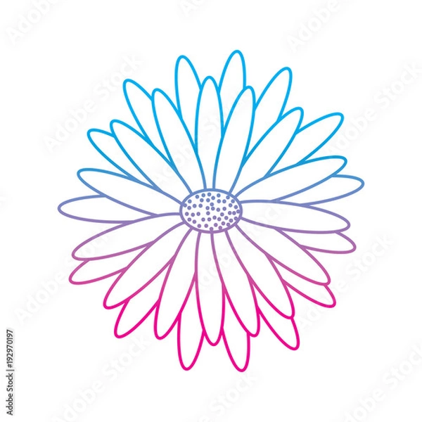 Fototapeta beautiful natural flower daisy petals decoration vector illustration degrade color line image