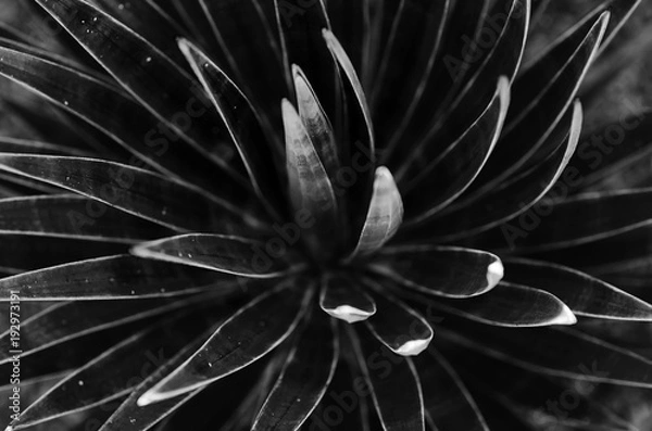 Obraz kaktusy. koncepcja czarno-biała