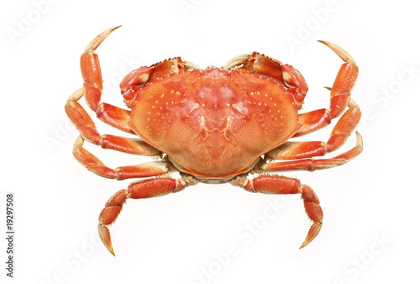 Fototapeta A cooked dungeness crab isolated on white.