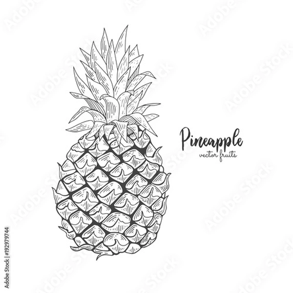 Fototapeta Vector line illustration in engraving style. Exotic tropical pineapple on white background. Detailed fruit drawing. Great for label, poster, print, packaging design.