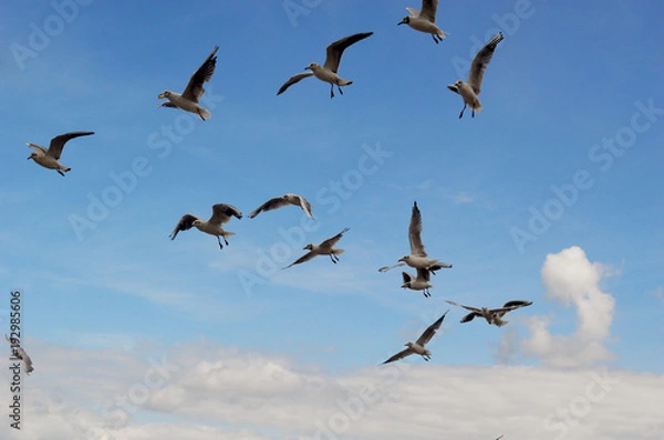 Obraz Flyimg skulls on the sky